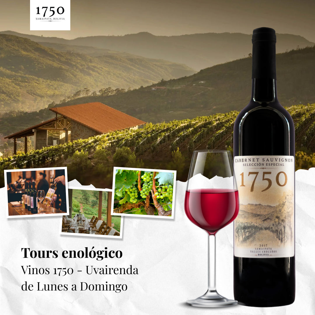 Tours enológico todo el año Degustación Estándar